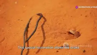 Secrets of the Sand Dunes: Namibia's Desert-adapted Reptiles Revealed