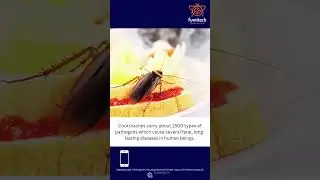 Cockroach Control Service  #commercialpestcontrol #cockroachcontrol #cockroachcontrolservice