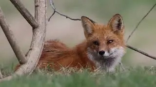 Red Fox: The Clever Hunter of the Wild | Full Documentary