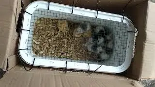 delivery tikus ASF pakan Reptile/predator Yang Bergizi