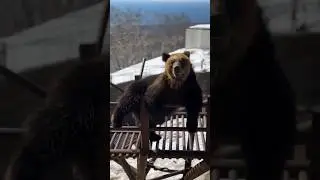 Funny Bear Compilation | Polar Bear | Bear Attack | Bear Cubs | Brown Bear #bear #funny #animals