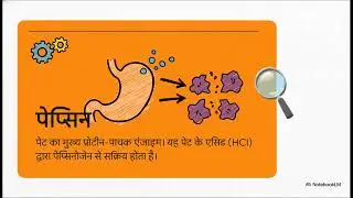#uppcs #scienceshorts #sciencefacts #science Digestive system mechanism in human( मानव पाचन तंत्र)