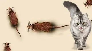 cat games I catching mice - mice move sound for cats