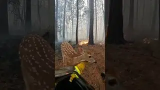 Deer rescue - A lesson in Emergency response #shorts