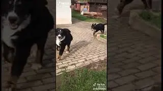 KJUT VIDEO