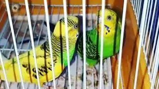 Budgies breeding pairs