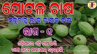 ପୋଟଳ ଚାଷ ,କେମିତି ଆରମ୍ଭ କରିବେ (Pointed Gourd farming in odisha).