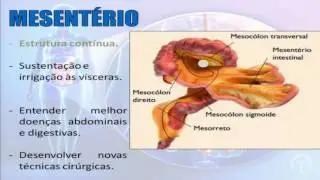 Aula de Atualidades - Mesent&eacute;rio - O 