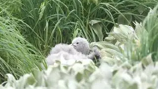 Southern Giant-petrel Chick 南巨鸌寶寶 | Sandy Bay, Macquarie Island | 24 Dec 2024