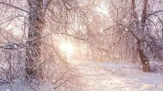 Sunrise Snowfall Trees Free Background Videos, Motion Graphics, No Copyright | All Background Videos