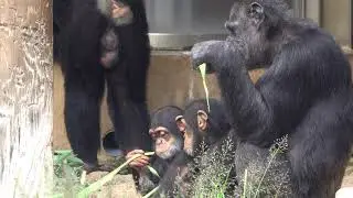 Oct 2021 Fubuki wants to play with baby brother Ibuki
