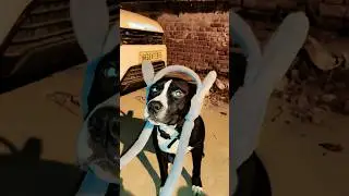 #pitbull#funny#playing #bull #bully #streetdog #shorts #funny #comedy #cute #love #dog