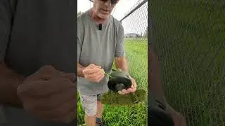 Stop Breaking the Trimmer Line With This Easy Fence Hack!