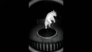 Bears Can Do CRAZY Things But This SECURITY CAMERA Footage Takes the Cake 😨🐻