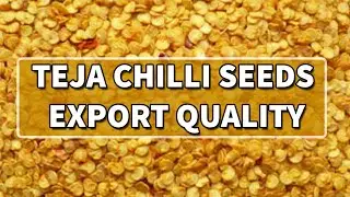 teja chilli seeds | best teja chilli seeds | teja red chilli seeds | chilli seeds