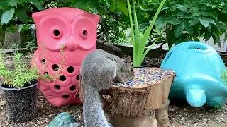 This Squirrel Had Seeds Flying Everywhere With His Bushy Tail