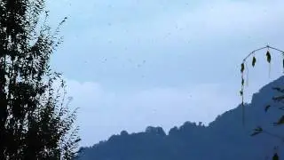 Honey Buzzard Migration in Monsterflock, Batumi Raptor Count 2011