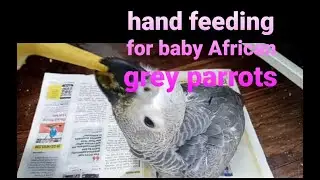 Hand feeding for baby African grey parrots