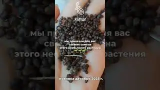 Каперсы собственного урожая