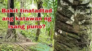 Bakit namin tinatadtad ng itak ang katawan ng Isang puno?
