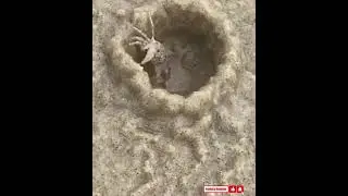 Watch how quickly a sand bubbler crab can build a home on the beach. beach