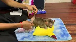 Mother take care of adorable baby monkey Rojo