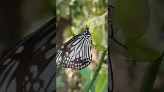 The Glassy Tiger Butterfly Close Up At Panchavati Park #butterfly #butterflyphoto