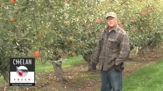 Pink Lady Apples- Late harvesting fruit