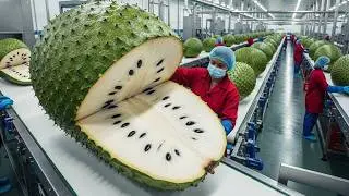 How Soursop Is Processed &ndash; From Tropical Farming to Industrial Production
