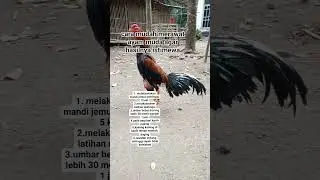 Cara mudah merawat ayam muda #ayamjago #ayambangkok #ayamimport #hobbyayam #trending #fyp #viral