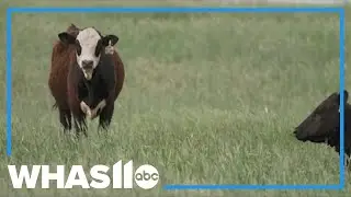 As beef prices surge, experts say droughts are to blame