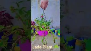 Grow Jade plant in Hanging basket #homedecor #garden #houseplants #gardenplants #gardening #plants