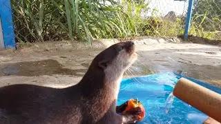 Otter Asa enjoys his delicious treat.