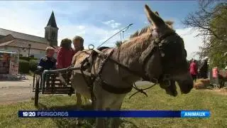 La fête des ânes à Marsaneix en Dordogne