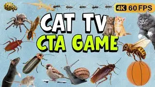 4-Hour 4K Cat TV: The Ultimate Hunting Simulator! 🐀 Rats, Lizards & Bats! 😺