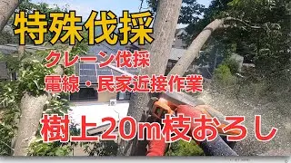 【特殊伐採！電線・民家近接作業！】