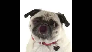 dog breath