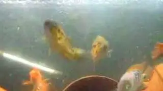 Feeding Guapotes