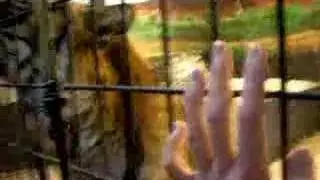Tiger licked my hand
