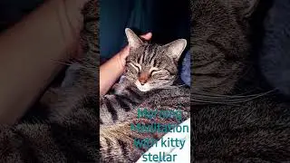 #shorts #meditation #animals #cats #companion #love