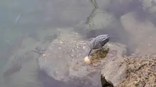 Wild birds do it all