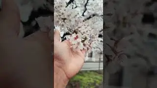 #Sakura season in Japan #2023 #Spring #sakura #さくら #Flowers #Endofwinter #nihosakura