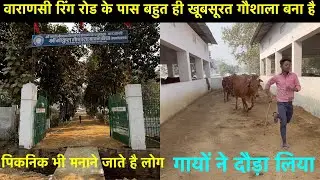 Picnic Place in Varanasi | Varanasi Gaushala Video | Cow in Gaushala | Gau Mata ki Sewa