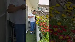 Balcony garden tips #plantas #garden #homegardening #flowers #naturelovers #plantlover