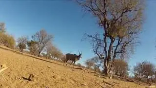 Spear Hunting for Antelope in Australia