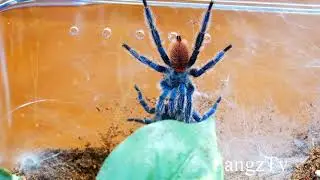 Dolichothele diamantinensis  Breeding