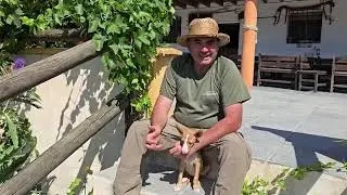 Rabbit Management (Immune System) TLF 667 78 68 63