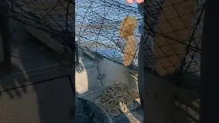 Do I Have Enough Money??? Catching Catfish in Wire Nets!!! #fishing #tacoshop