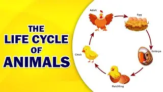 Class 4 | The Life Cycle of animals | EVS 1 | English Medium | Maharashtra Board
