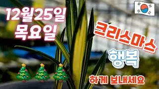 12월25일ㆍ목요일ㆍ10품종  🎄🎄🎄 메리~ 크리스마스  ~ 행복하게 🎄🎄🎄🎄🎄🎄🎄보내세요~[4K]